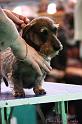 Crufts2011_2 1503